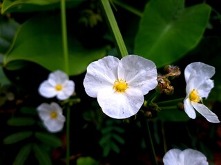 Water Jasmine is a very beautiful and refreshing plant, this flower is also called Echinodorus Paleafolius. This jasmine is very unique because it lives in water.