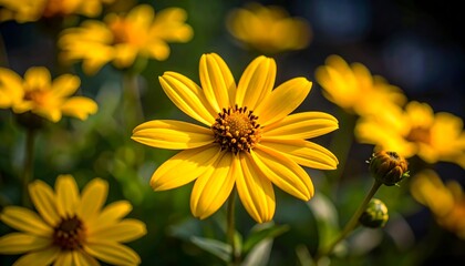 Fototapeta premium Yellow flowers with garden closeup.