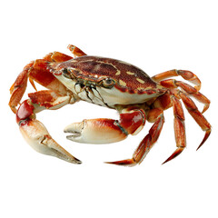 A close-up photo of a crab with its shell and claws