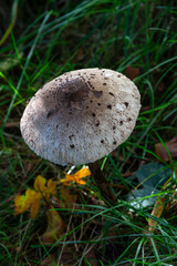 mushroom in the forest