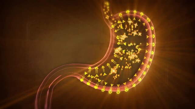 Active enzymes nourish the mucosal base for a long time, making the gastrointestinal wall ruddy and smooth, repairing the intestines, enteritis, 3D rendering