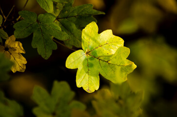 yellow maple leaves in autumn