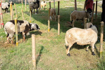 animals, animals sound, auto, avenue, buildings, business, celebrating, city, culture, domba, eid adha, eid mubarak, farm, fear, feather, food, fur, goat, goat sound, hair, halal, horizontal, iduladha