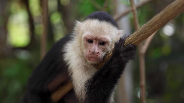 Concerned white-faced capuchin monkey on a tree branch in the forest
