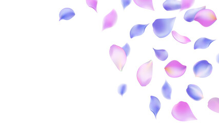 Flowers design Flowers petals Petals Purple Roses Flowers Sakura flying petals isolated on background