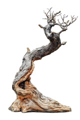 A twisted, gnarled tree with intricate branches. Png, Transparent background.