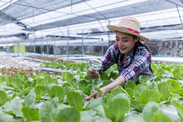 A young woman wearing a straw hat inspects lettuce plants with a magnifying glass in a hydroponic...