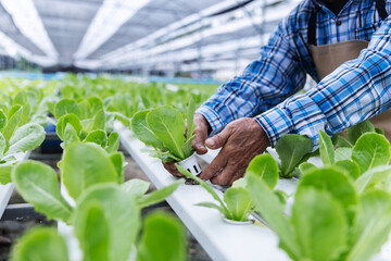 Close-up of a farmer's hands adjusting lettuce plants in a hydroponic system.