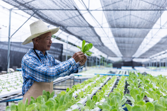 A senior farmer wearing a straw hat inspects fresh lettuce in a modern hydroponic greenhouse. Surrounded by rows of leafy greens, he showcases active aging and sustainable farming practices.