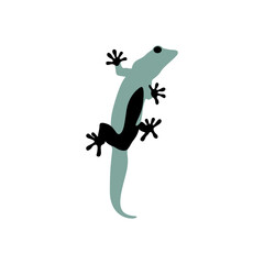 gecko on a white background