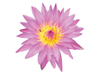 Purple lotus isolated on white background.