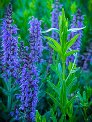 Obraz premium close up of lavender