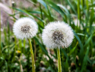 Dandelion in the grass