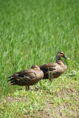 duck and ducklings