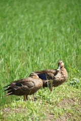 duck on the grass