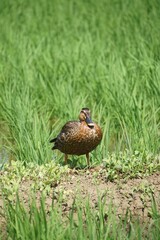 duck in the grass