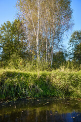 Tranquil Forest Lake with Fallen Trees Reflection