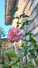 pink flowers in the garden