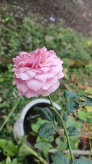 Close-Up of Pink Rose in Bloom