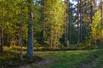 Serene Forest Landscape at Golden Hour