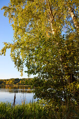 Serene Riverbank Scene with Lush Greenery