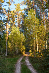 Serene Forest Path in Golden Hour Light