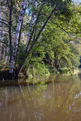 Tranquil Reflections: Trees Mirrored in River Waters