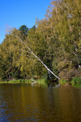 Tranquil Forest Lake with Fallen Trees Reflection