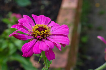 Obraz premium pink zinnia flower in garden