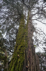 Lawson's cypress or Port Orford cedar in latin Chamaecyparis lawsoniana old tree.