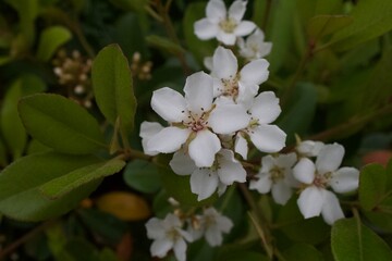 シャリンバイSexton's bride (Rhaphiolepis umbellata)