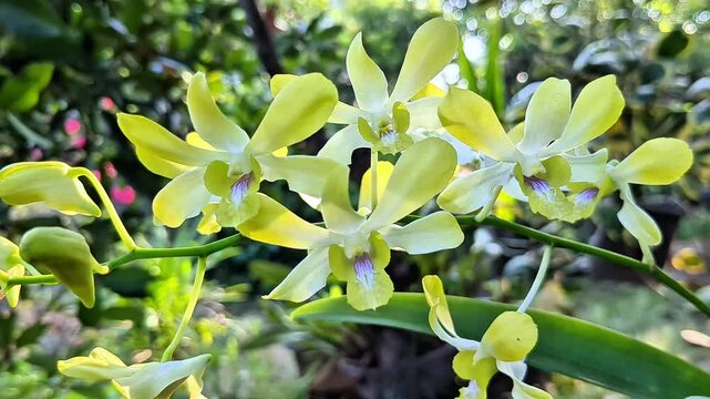 close up yellow dendrobium orchid blooming, beautiful pale yellow orchid plant

