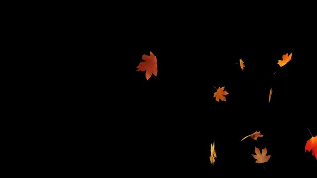 Autumn Leaves Blown by Wind on Black Background
