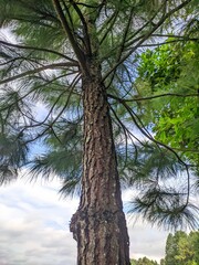 Fototapeta premium Pine Tree Trunk from Below