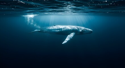 Fototapeta premium Blue whale swimming deep underwater