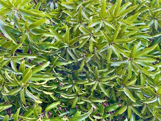Tropical green leaves background and texture. Dense leaves