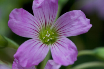 Obraz premium カタバミ Creeping woodsorrel (Oxalis corniculata)