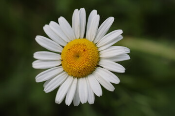 Obraz premium Classic White Daisy with Bright Yellow Center