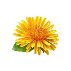 vibrant yellow dandelion flower in full bloom png