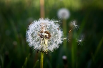 Fototapeta premium Dandelion seeds dispersing in green field