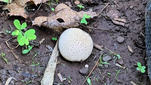 white puffball mushroom on the ground, round textured fungus identification, common earthball mushroom in soil
