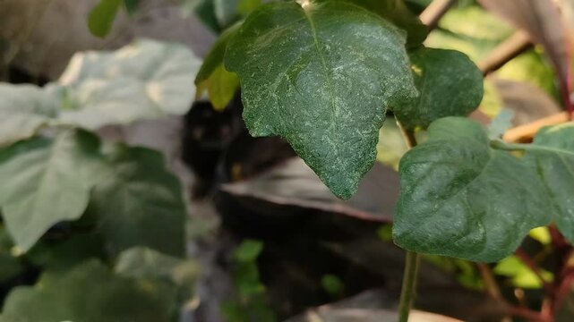 Powdery mildew disease attacks eggplant leaves. This disease is caused by a fungus.