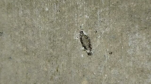 household casebearer or plaster bagworm (Phereoeca uterella) which sticks to the walls of the house