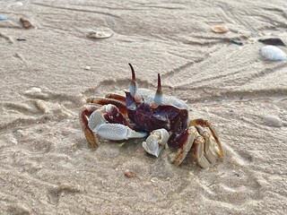 Horned ghost crab (Ocypode ceratophthalmus) or horn-eyed ghost crab, selective focus. Crab on the beach at Koh Yao Yai island, Phang Nga Thailand