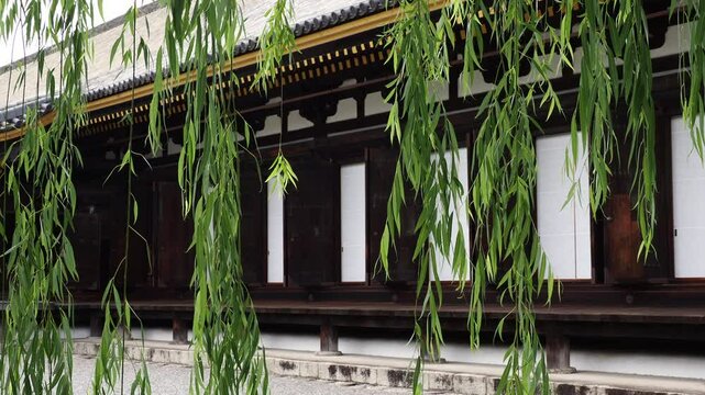 夏の京都の観光名所三十三間堂の建物と柳の風景