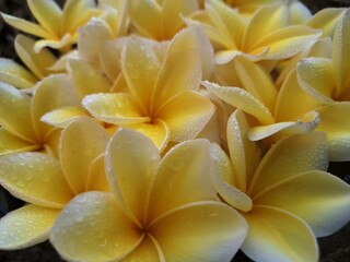 Yellow frangipani flower with morning dew on it. Yellow frangipani flowers are known for their...