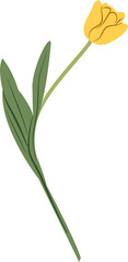 Tulip Vector Illustration