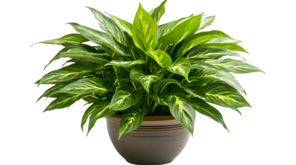 Peace lily plant care guide how to grow spathiphyllum indoor plants potting soil sunlight watering tips  transparent background png