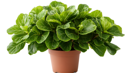 A beautiful fiddle leaf fig plant in pot for home decor and indoor plants perfect for gardeners transparent background png