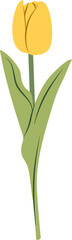 Tulip Vector Illustration